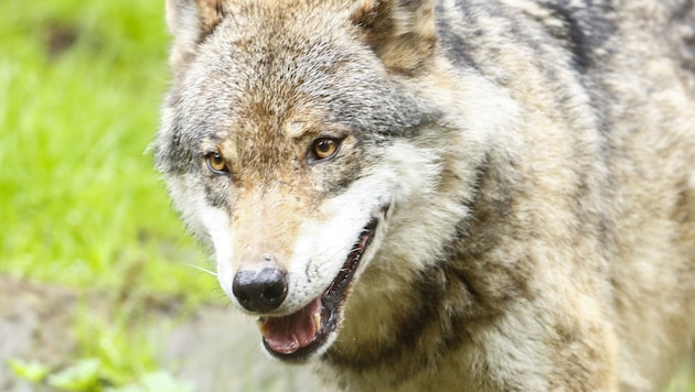 Die Älpler im Großen Walsertal können aufatmen: Der Schadwolf darf ab sofort geschossen werden.