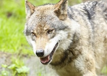 Die Älpler im Großen Walsertal können aufatmen: Der Schadwolf darf ab sofort geschossen werden.