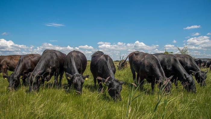 Die Angusrinder auf Gut Esterhazy leisten auch einen wichtigen Teil zur Landschaftspflege.