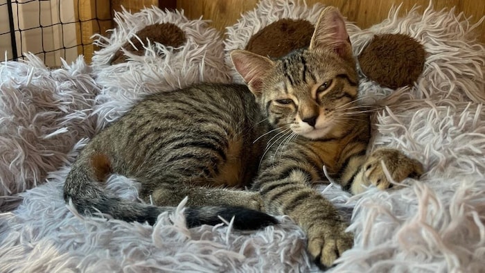 Mäxchen