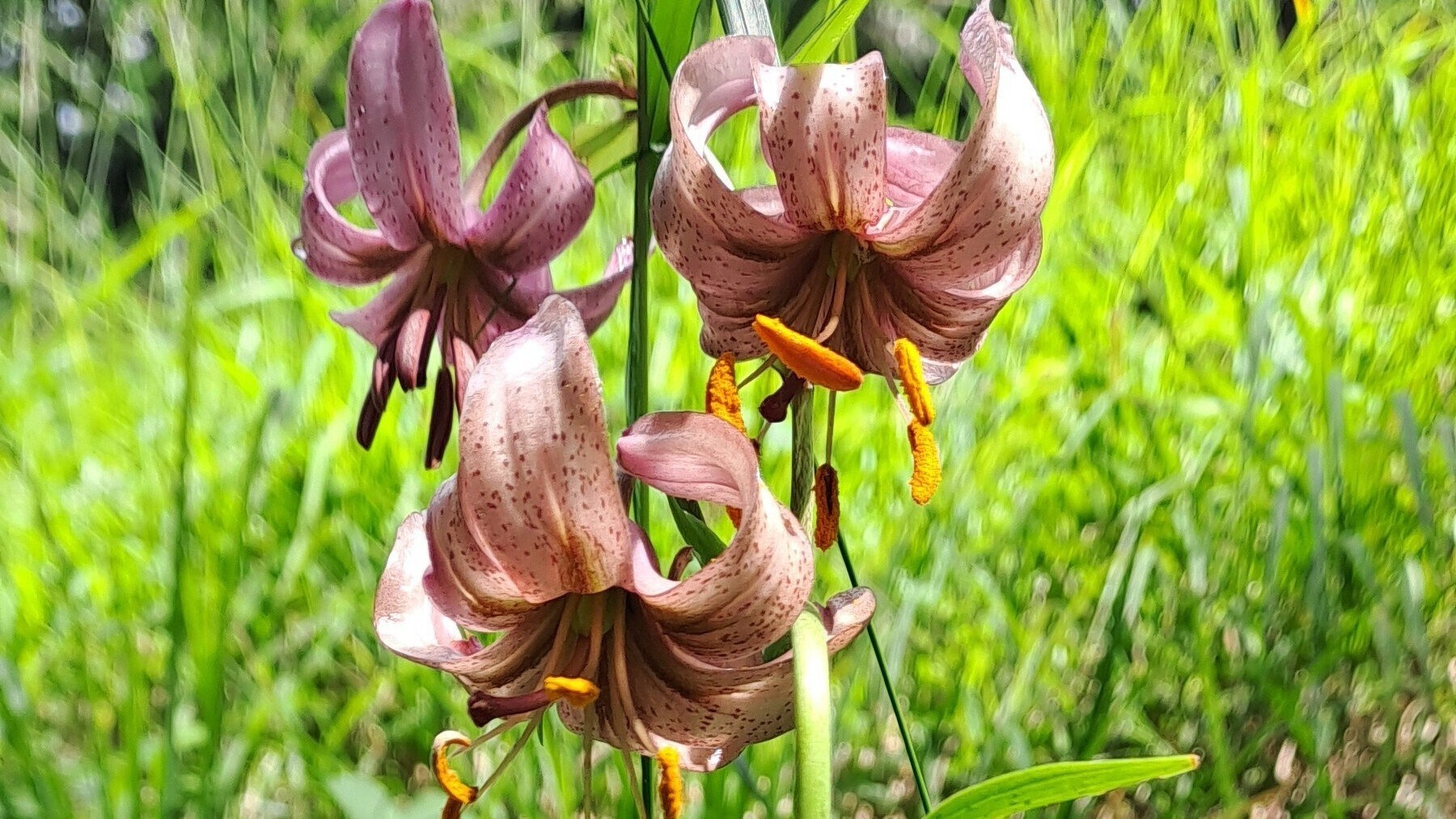 Sch nste Wanderrouten Steile Pfade Durch Ein Famoses Blumenmeer sch-nste-wanderrouten-steile-pfade-durch-ein-famoses-blumenmeer