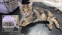 In diesem lila Transportkäfig wurde das schwerst verletzte Tier ausgesetzt. 