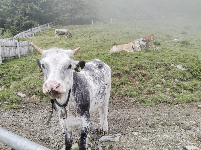 Neugieriges Weidevieh erwartet die Besucher.
