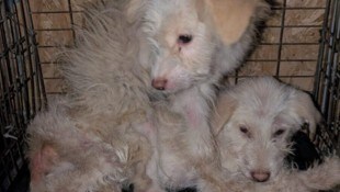 Die Tiere waren teils in einem sehr schlechten Zustand.