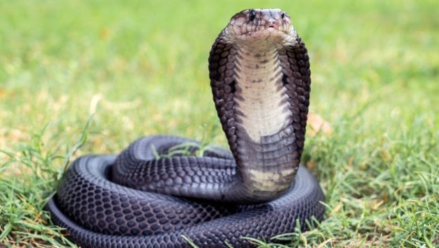 In Indien hat ein zweijähriger Bub eine Kobra tot gebissen und den Vorfall überlebt ...