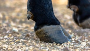 Der Stier musste schlussendlich von Einsatzkräften der Cobra erlöst werden.