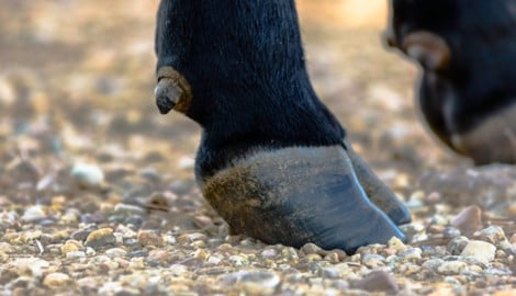 Immer wieder kommt es zu gefährlichen Zwischenfällen mit Stieren. 
