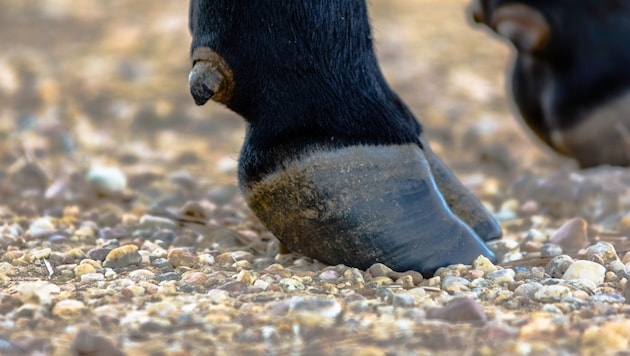 Der Stier musste schlussendlich von Einsatzkräften der Cobra erlöst werden.