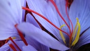 Die feinen Fäden aus den Krokusblüten sind ein wertvolles Gewürz.