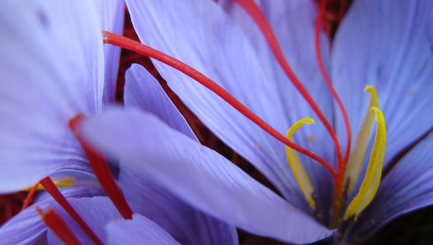 Die feinen Fäden aus den Krokusblüten sind ein wertvolles Gewürz.