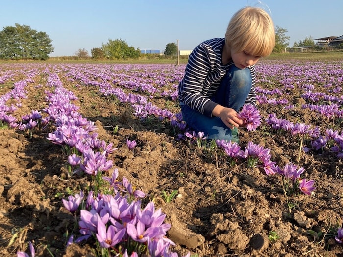 Die lila Krokusse blühen mittlerweile auf 4,4 Hektar.