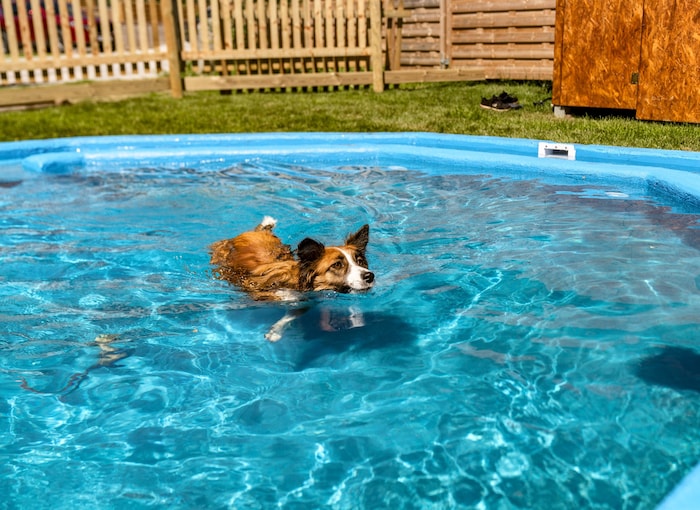 Sogar ein Pool gibt es für die tierischen Gäste.