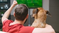 Fernsehinhalte könnten Hunde möglicherweise ergänzend beschäftigen, etwa in Tierheimen oder bei ...