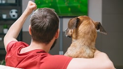 Fernsehinhalte könnten Hunde möglicherweise ergänzend beschäftigen, etwa in Tierheimen oder bei ...