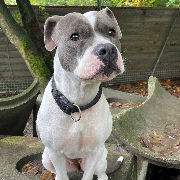 American Staffordshire Terrier Kira.