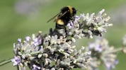 40.000 der 54.000 Tierarten Österreichs sind Insekten. Sie stehen gehörig unter Druck.