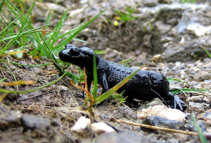 Der Alpensalamander ist streng geschützt. Straßen und Forstwege können ihm zur Gefahr werden.