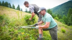 Almen müssen vor dem raschen Zuwachsen geschützt werden.