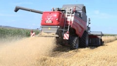 Seit MItte Juni wird das Getreide im Burgenland gedroschen. Im Seewinkel sind die Landwirte ...