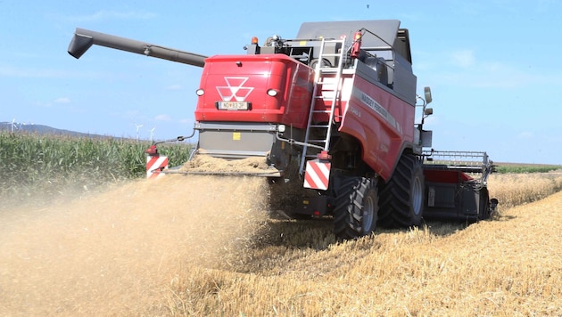 Seit MItte Juni wird das Getreide im Burgenland gedroschen. Im Seewinkel sind die Landwirte ...