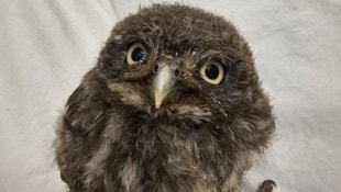Der kleine Steinkautz schaut sehr neugierig und vor allem frech in die Welt. Dank Claudia Herka ...