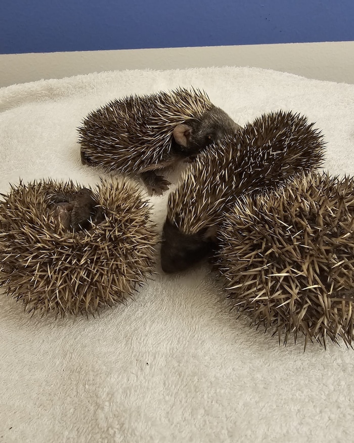 Igel-Zwerge gibt es zuhauf.