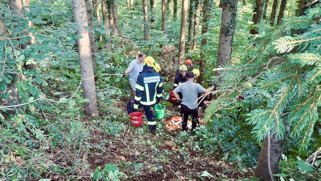 Das Tier stürzte in schwer zugängliches Gebiet.