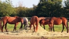 Der Landwirt verlor nach dem Tritt das Bewusstsein und wurde ins Klinikum Graz geflogen.