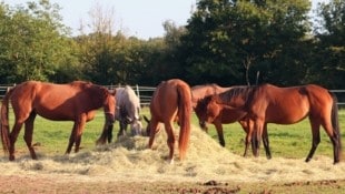 Der Landwirt verlor nach dem Tritt das Bewusstsein und wurde ins Klinikum Graz geflogen.