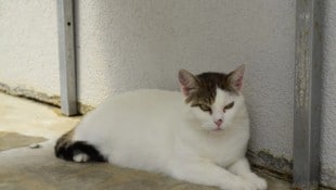 Roxana sucht eine neue Familie.