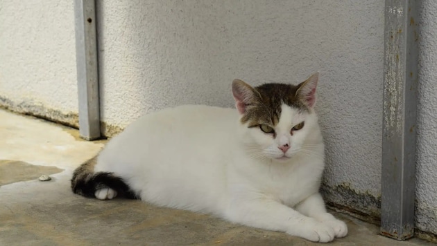 Roxana sucht eine neue Familie.
