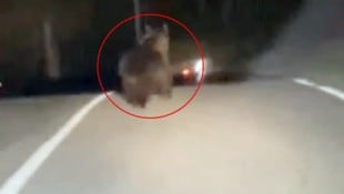 Nahe der österreichisch-italienischen Grenze hat ein Braunbär einen ungewöhnlichen Weg genommen.