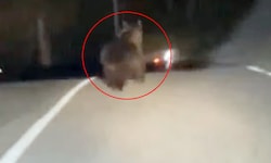 Nahe der österreichisch-italienischen Grenze hat ein Braunbär einen ungewöhnlichen Weg genommen.