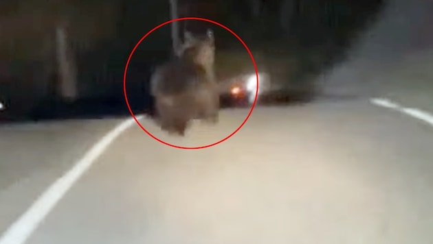 Nahe der österreichisch-italienischen Grenze hat ein Braunbär einen ungewöhnlichen Weg genommen.