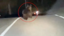 Nahe der österreichisch-italienischen Grenze hat ein Braunbär einen ungewöhnlichen Weg genommen.