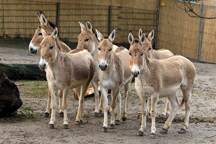 Als Halbeseln besitzen Onager sowohl pferde- als auch eselartige Merkmale, ideal fürs Leben in ...