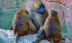 Der Tiergarten versucht nach eigenen Angaben seit vielen Jahren erfolglos, die Größe der ...