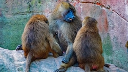 Der Tiergarten versucht nach eigenen Angaben seit vielen Jahren erfolglos, die Größe der ...