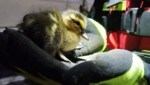 Die Wasserrettung Ybbs an der Donau rückte aus, um die kleinen Entenküken zu befreien.