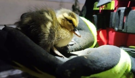 Die Wasserrettung Ybbs an der Donau rückte aus, um die kleinen Entenküken zu befreien.