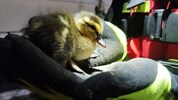 Die Wasserrettung Ybbs an der Donau rückte aus, um die kleinen Entenküken zu befreien.