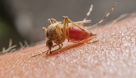 Das West-Nil-Virus stammt ursprünglich vom afrikanischen Kontinent und wurde vermutlich über ...