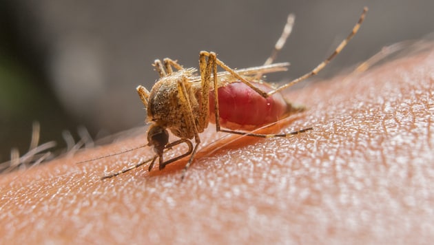 Das West-Nil-Virus stammt ursprünglich vom afrikanischen Kontinent und wurde vermutlich über ...