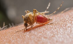 Das West-Nil-Virus stammt ursprünglich vom afrikanischen Kontinent und wurde vermutlich über ...