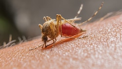 Das West-Nil-Virus stammt ursprünglich vom afrikanischen Kontinent und wurde vermutlich über ...
