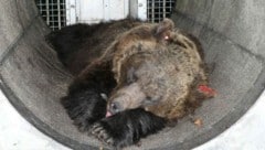 Bärin „Gaia“ ist im Alternativen Wolf- und Bärenpark Schwarzwald angekommen (Archivbild).