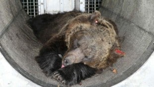 Bärin „Gaia“ ist im Alternativen Wolf- und Bärenpark Schwarzwald angekommen (Archivbild).