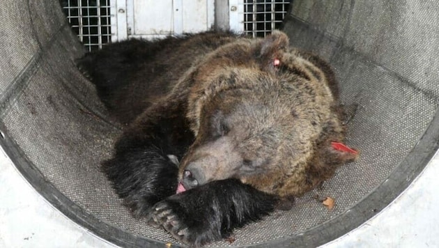 Bärin „Gaia“ ist im Alternativen Wolf- und Bärenpark Schwarzwald angekommen (Archivbild).