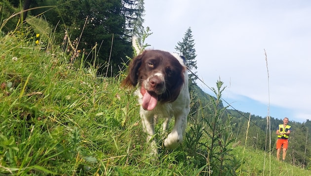 Die Spürhunde haben eine wichtige Aufgabe.