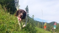 Die Spürhunde haben eine wichtige Aufgabe.